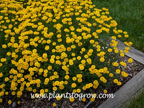 Charme Dwarf Golden Marguerite (Anthemis tinctoria)